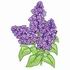 Lilacs