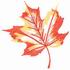 Maple Leaf