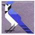 Blue Jay