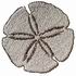 Sand Dollar