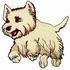 West Highland White Terrier