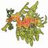 Leafy Sea Dragon