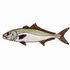 Greater Amberjack