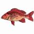 Red Snapper