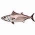 Skipjack Tuna