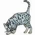 Egyptian Mau