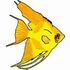 Gold Angelfish