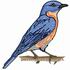 Eastern Bluebird