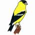 American Goldfinch