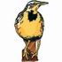 Western Meadowlark