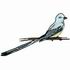 Scissor-Tailed Flycatcher