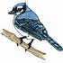 Blue Jay