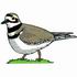 Killdeer