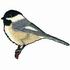 Black-Capped Chickadee