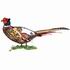 Pheasant