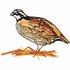 Quail