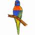 Rainbow Lorikeet