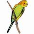 Budgerigar