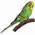 Light Green Budgerigar