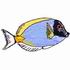 Powder Blue Surgeonfish