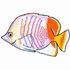 Chrysurus Butterfly Fish