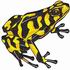 Poison Arrow Frog