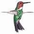 Anna¡¯s Hummingbird