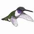 Black-Chinned Hummingbird