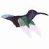 Purple-Throated Carib