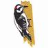 Downy Woodpecker