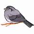 Slate-Colored Junco