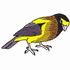 Evening Grosbeak