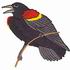 Red-Winged Blackbird