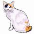 Blue-Eyed Japanese Bobtail