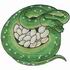 Emerald Tree Boa