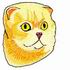 Scottish Fold