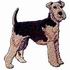 Airedale