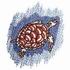 Hawksbill Turtle