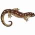 Spotted Salamander