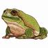 White Tree Frog