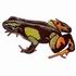 Green & Black Mantella