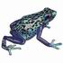 Blue Dart Frog