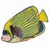 Emperor Angelfish