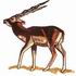 Black Buck