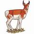 Pronghorn