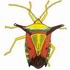 Shield Bug