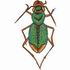 Tiger Beetle