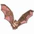 Mouse-Eared Bat