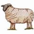 Suffolk Sheep