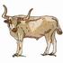 Texas Longhorn